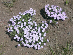 Imagem de Phlox diffusa Benth.