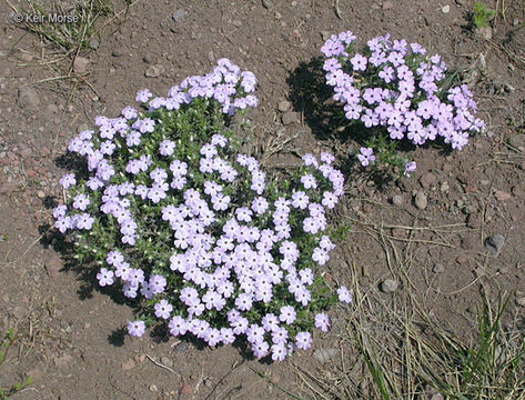 Слика од Phlox diffusa Benth.