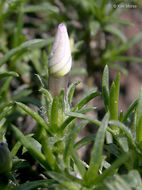 Imagem de Phlox diffusa Benth.