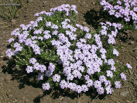 Слика од Phlox diffusa Benth.