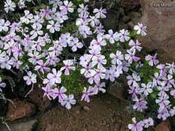 Imagem de Phlox diffusa Benth.