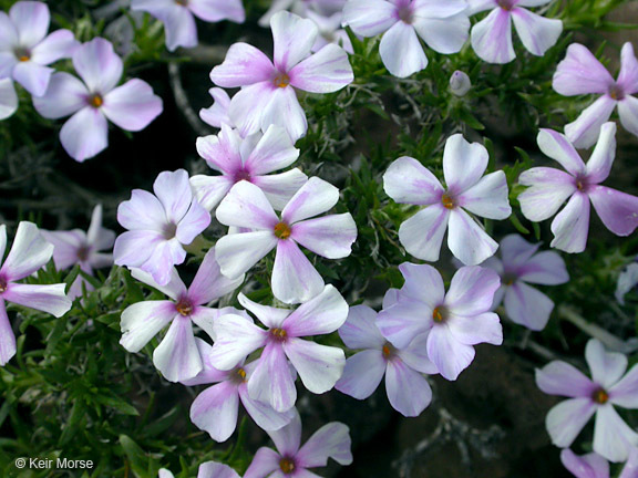 Image of spreading phlox