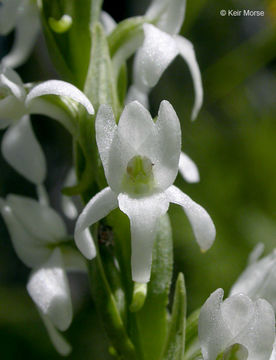 Image of Sierra bog orchid