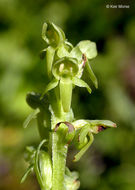 Слика од Platanthera stricta Lindl.