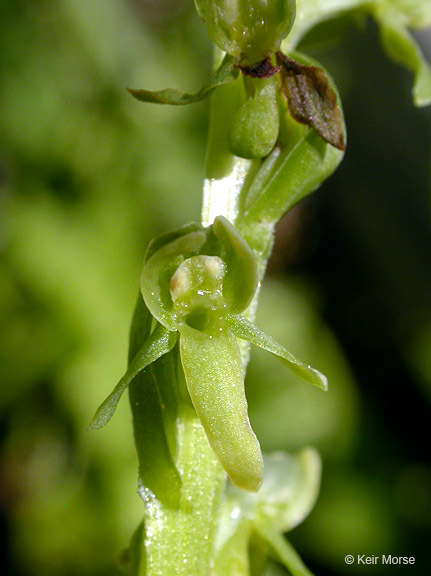 Слика од Platanthera stricta Lindl.