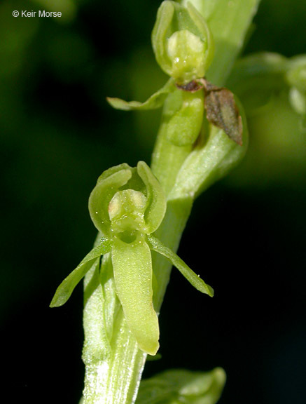 Слика од Platanthera stricta Lindl.