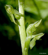 Слика од Platanthera stricta Lindl.