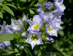 Image of moving polemonium