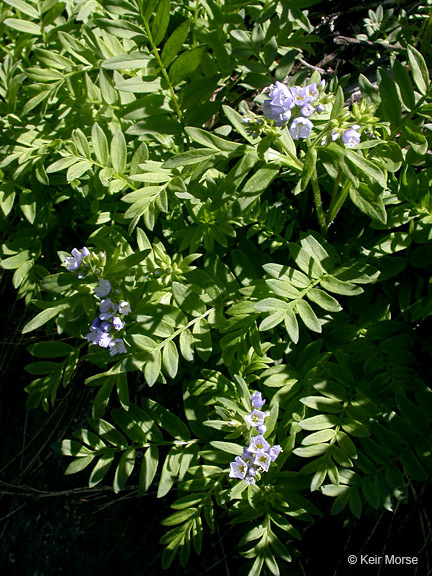 Слика од Polemonium californicum Eastw.