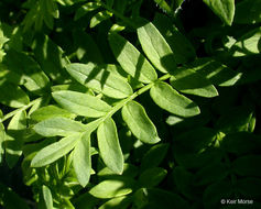 Image of moving polemonium