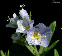 Слика од Polemonium californicum Eastw.