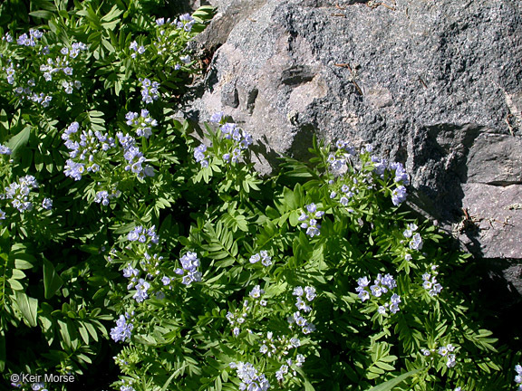 Слика од Polemonium californicum Eastw.