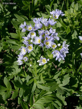 Слика од Polemonium californicum Eastw.