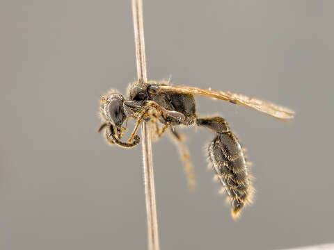 Image of Tiphiinae