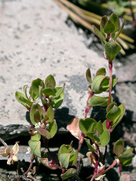 Слика од Polygonum minimum S. Wats.