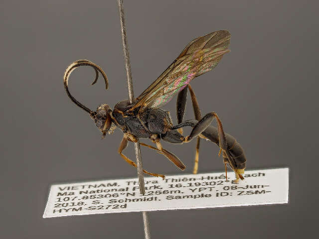 Image of Pseudoamblyteles
