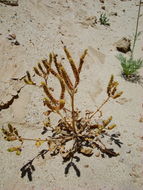 Image of cleftleaf wildheliotrope