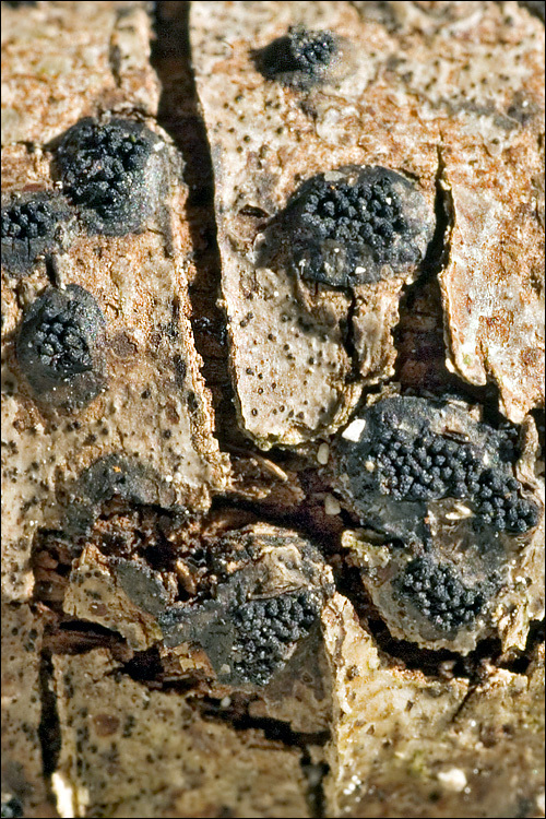 Image of Anthostoma decipiens (DC.) Nitschke 1867