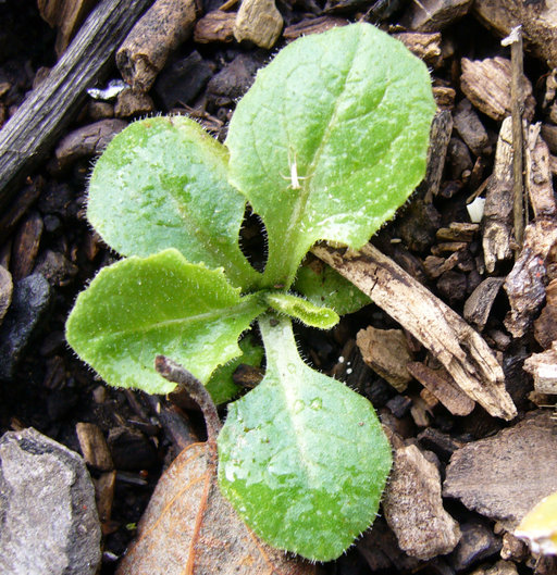 Image of bitter lettuce