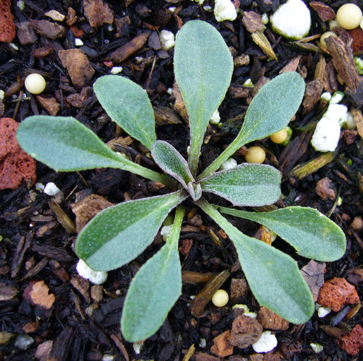 Imagem de <i>Erysimum menziesii</i> ssp. <i>concinnum</i>