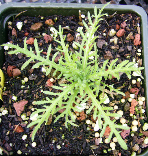 Image of coastal tarweed