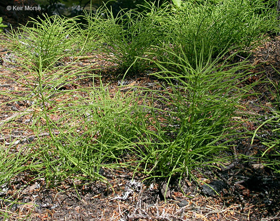 Image of field horsetail