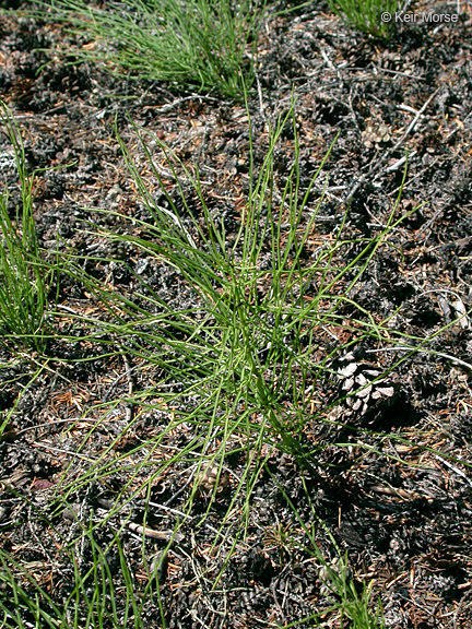 Image of field horsetail