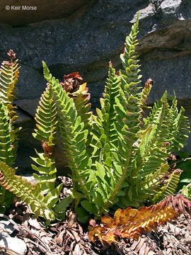 Слика од Polystichum scopulinum (D. C. Eat.) Maxon