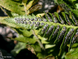 Image de Polystichum scopulinum (D. C. Eat.) Maxon