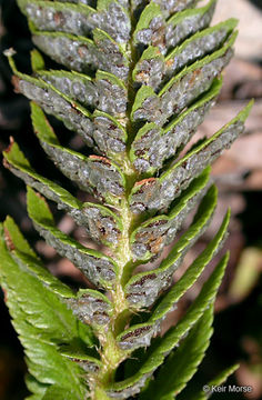 Image de Polystichum scopulinum (D. C. Eat.) Maxon