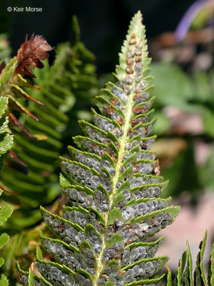 Image de Polystichum scopulinum (D. C. Eat.) Maxon