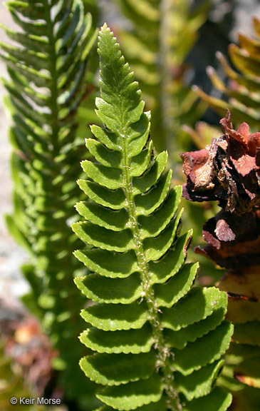 Image de Polystichum scopulinum (D. C. Eat.) Maxon