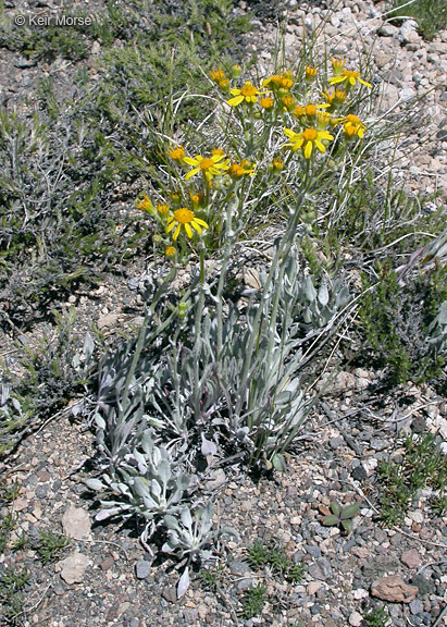 Image of woolly groundsel