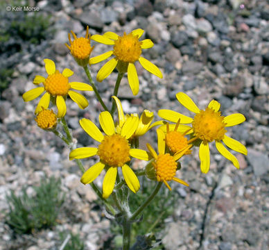 Image of woolly groundsel