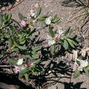 Image of Shasta knotweed