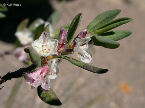 Plancia ëd Polygonum shastense Brewer ex A. Gray