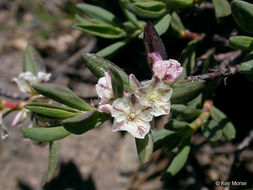 Image of Shasta knotweed