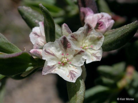 Plancia ëd Polygonum shastense Brewer ex A. Gray