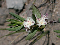 Plancia ëd Polygonum shastense Brewer ex A. Gray