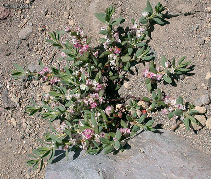 Image of Shasta knotweed