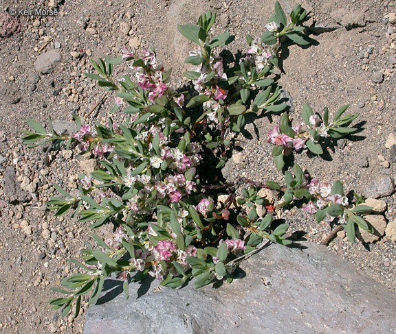 Polygonum shastense Brewer ex A. Gray resmi