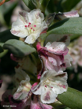 Plancia ëd Polygonum shastense Brewer ex A. Gray