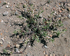 Polygonum shastense Brewer ex A. Gray resmi