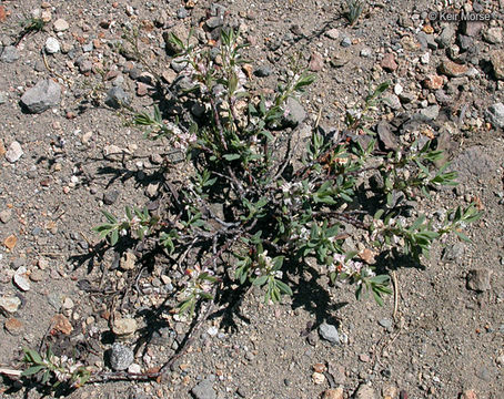 Plancia ëd Polygonum shastense Brewer ex A. Gray