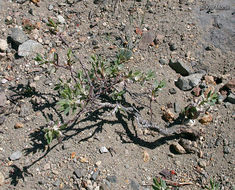 Plancia ëd Polygonum shastense Brewer ex A. Gray