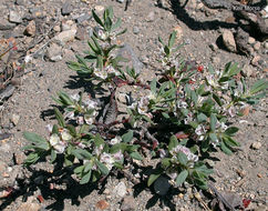 Image of Shasta knotweed