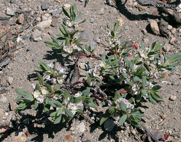 Plancia ëd Polygonum shastense Brewer ex A. Gray