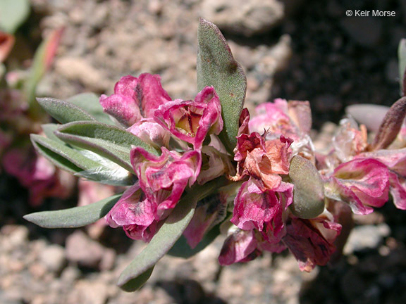 Plancia ëd Polygonum shastense Brewer ex A. Gray