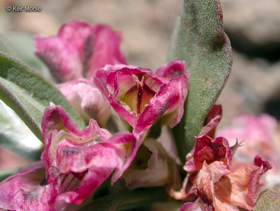 Image of Shasta knotweed