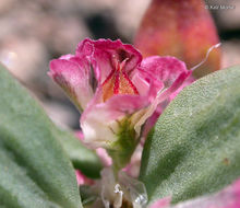 Polygonum shastense Brewer ex A. Gray resmi